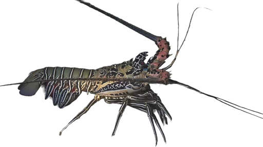 Langouste ornée (Panulirus versicolor)