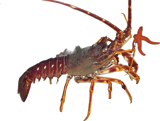 Langouste rouge (Palinurus elephas)
