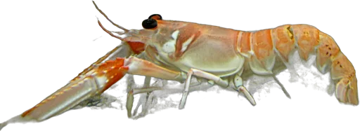 Norway lobster (Nephrops norvegicus)