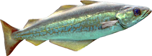 Lieu jaune (Pollachius pollachius)