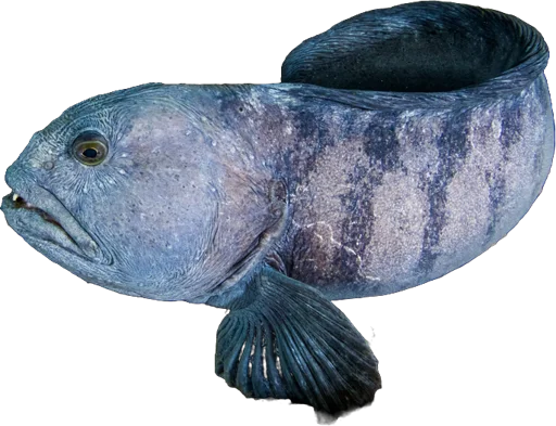 Loup atlantique (Anarhichas lupus)