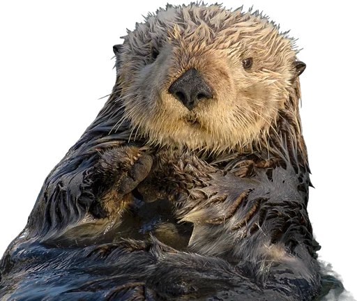 Loutre de mer (Enhydra lutris)