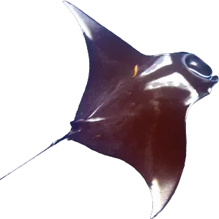Raie manta géante (Mobula birostris)