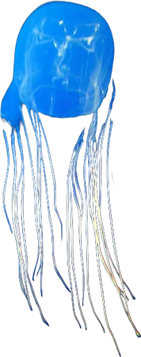 Méduse boîte (Chironex fleckeri)