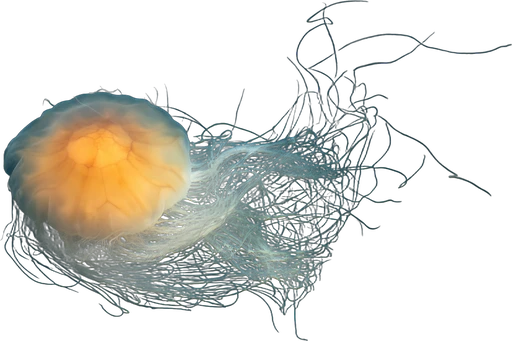 Lion's mane jellyfish (Cyanea capillata)