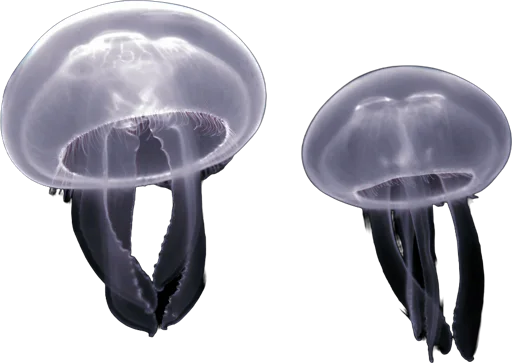 Méduse lune (Aurelia aurita)