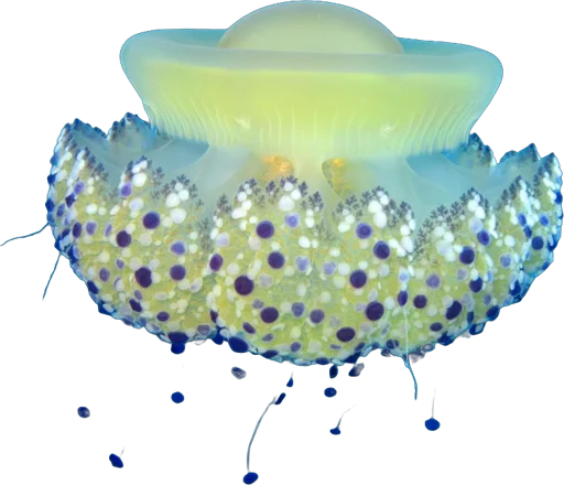 Fried egg jellyfish (Cotylorhiza tuberculata)