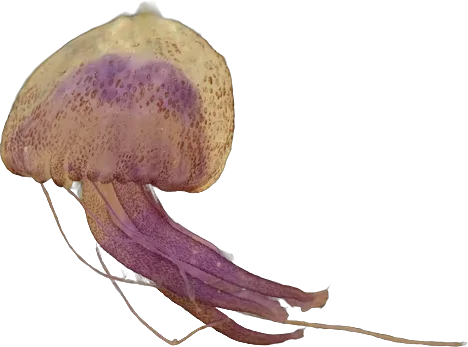 Méduse pélagique (Pelagia noctiluca)
