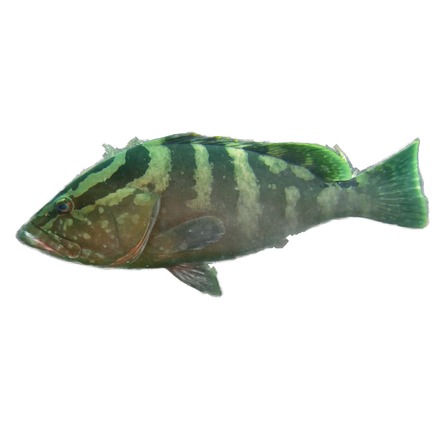Mérou de Nassau (Epinephelus striatus)