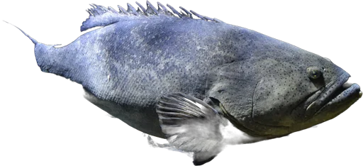Giant grouper (Epinephelus lanceolatus)