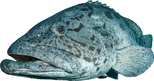 Mérou patate (Epinephelus tukula)