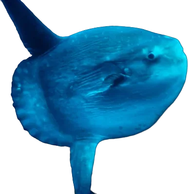 Poisson-lune (Mola mola)