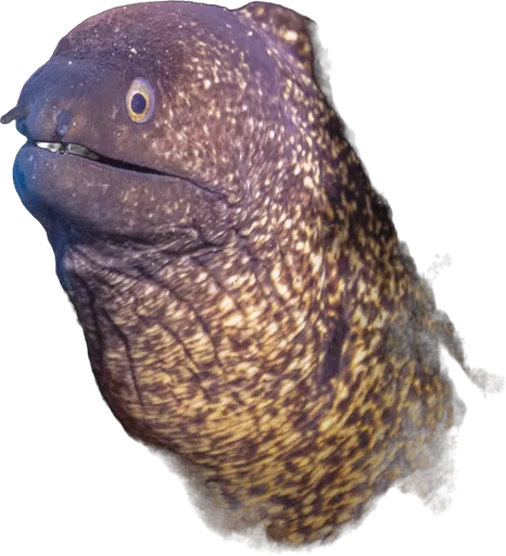 Murène commune (Muraena helena)