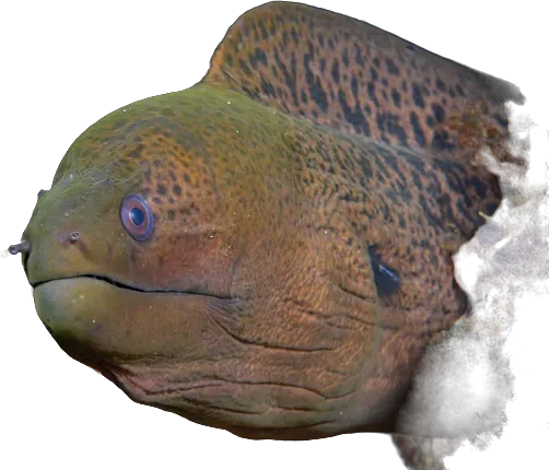 Giant moray (Gymnothorax javanicus)