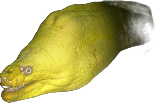 Murène verte (Gymnothorax funebris)