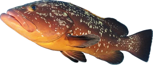 Mérou brun (Epinephelus marginatus)