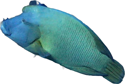Napoléon (Cheilinus undulatus)