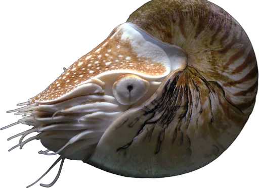 Chambered nautilus (Nautilus pompilius)