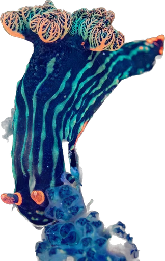 Nembrotha (Nembrotha kubaryana)