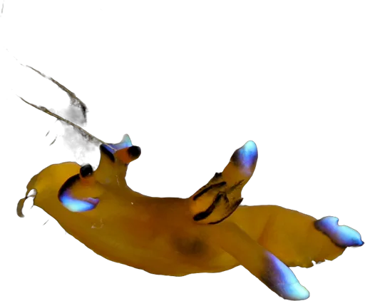 Nudibranche Pikachu (Thecacera pacifica)