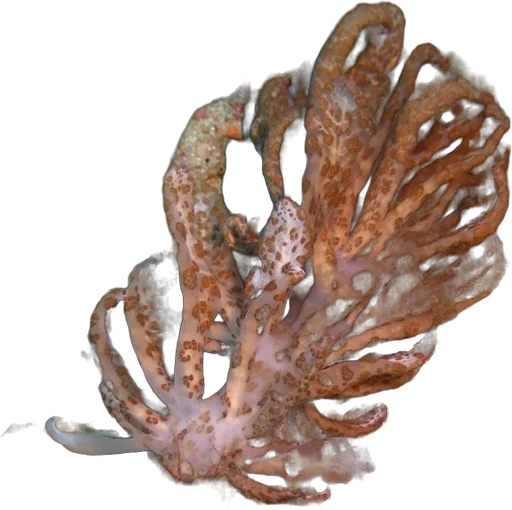 Nudibranche solaire (Phyllodesmium longicirrum)