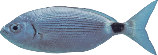 Oblade (Oblada melanura)