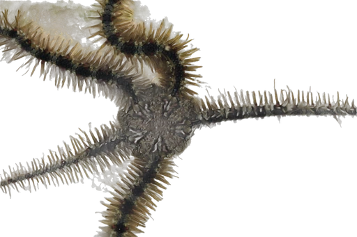 Brittle star (Ophiothrix fragilis)