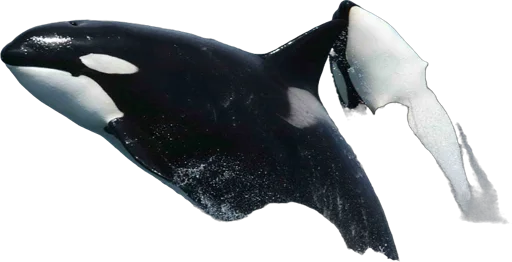 Orque (Orcinus orca)