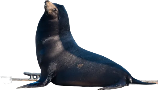Otarie de Californie (Zalophus californianus)