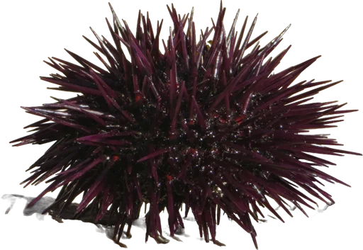 Oursin comestible (Paracentrotus lividus)