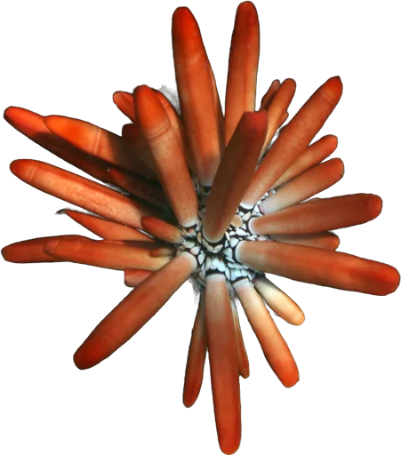 Oursin crayon (Heterocentrotus mammillatus)