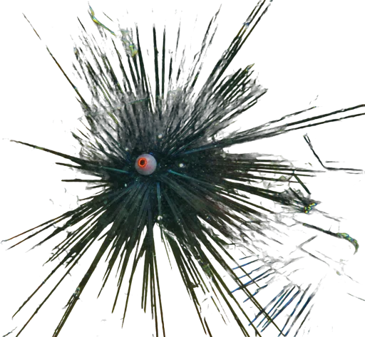 Oursin diadème (Diadema setosum)