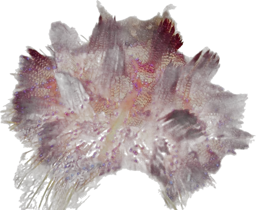 Fire urchin (Asthenosoma varium)