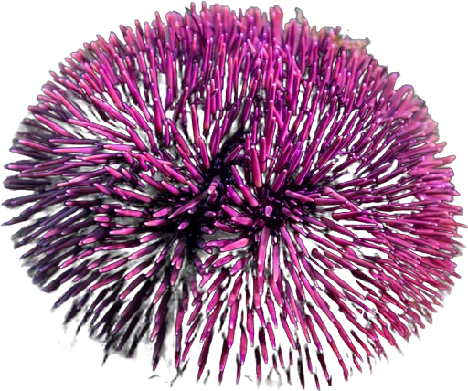 Violet sea urchin (Sphaerechinus granularis)
