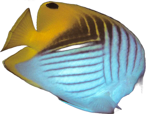 Poisson-papillon cocher (Chaetodon auriga)