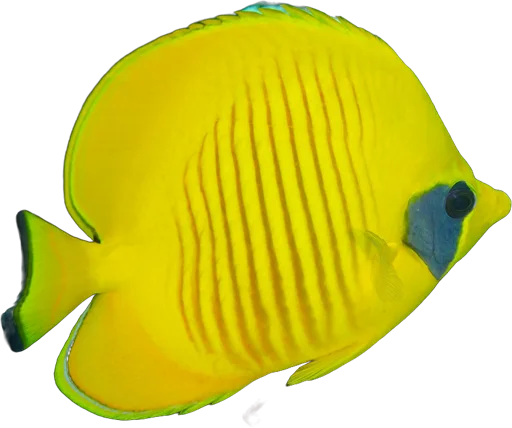 Papillon jaune masqué (Chaetodon semilarvatus)