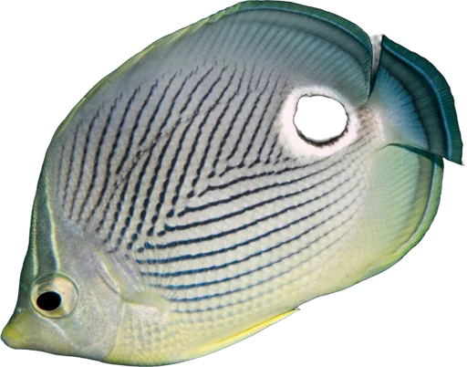 Foureye butterflyfish (Chaetodon capistratus)