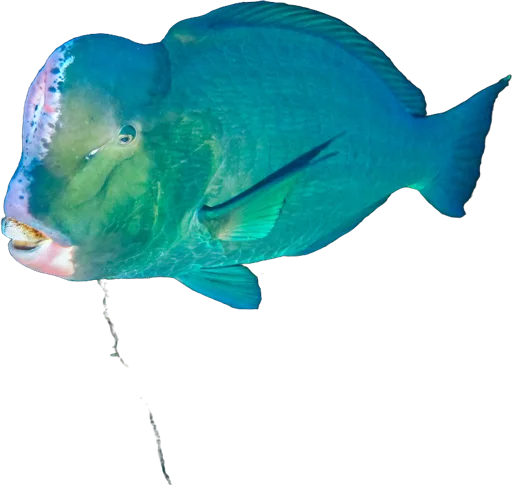 Poisson-perroquet à bosse (Bolbometopon muricatum)