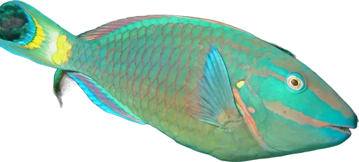 Poisson-perroquet feu (Sparisoma viride)