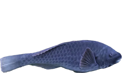Perroquet méditerranéen (Sparisoma cretense)
