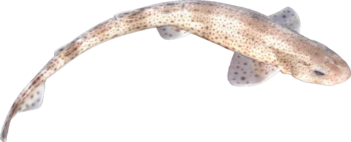 Petite roussette (Scyliorhinus canicula)