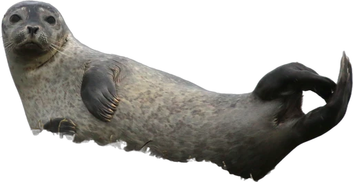Grey seal (Halichoerus grypus)