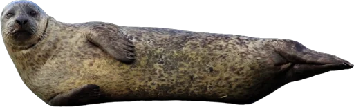 Phoque veau marin (Phoca vitulina)