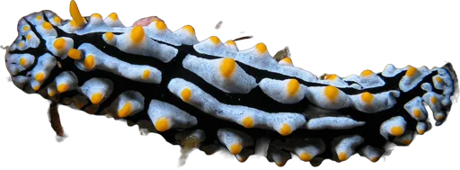 Phyllidia (Phyllidia varicosa)