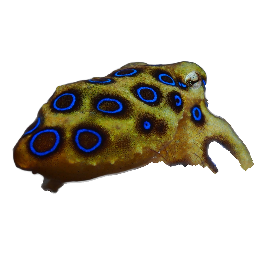 Pieuvre à anneaux bleus (Hapalochlaena lunulata)