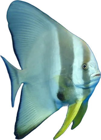 Platax (Platax teira)