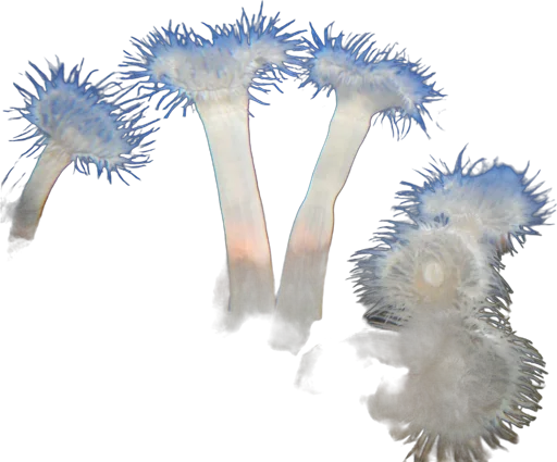 Anémone plumeuse (Metridium senile)