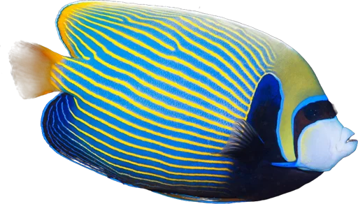 Emperor angelfish (Pomacanthus imperator)