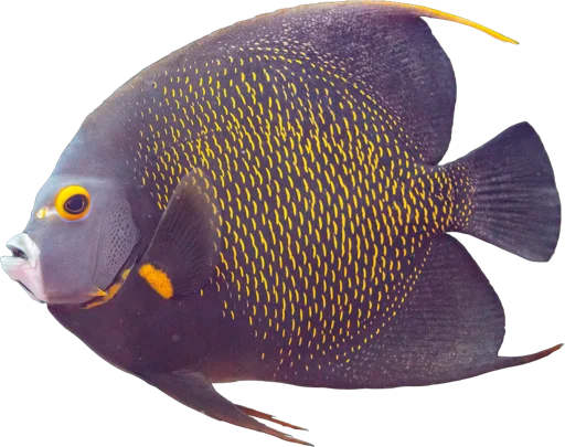 Poisson-ange français (Pomacanthus paru)