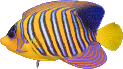 Poisson-ange royal (Pygoplites diacanthus)